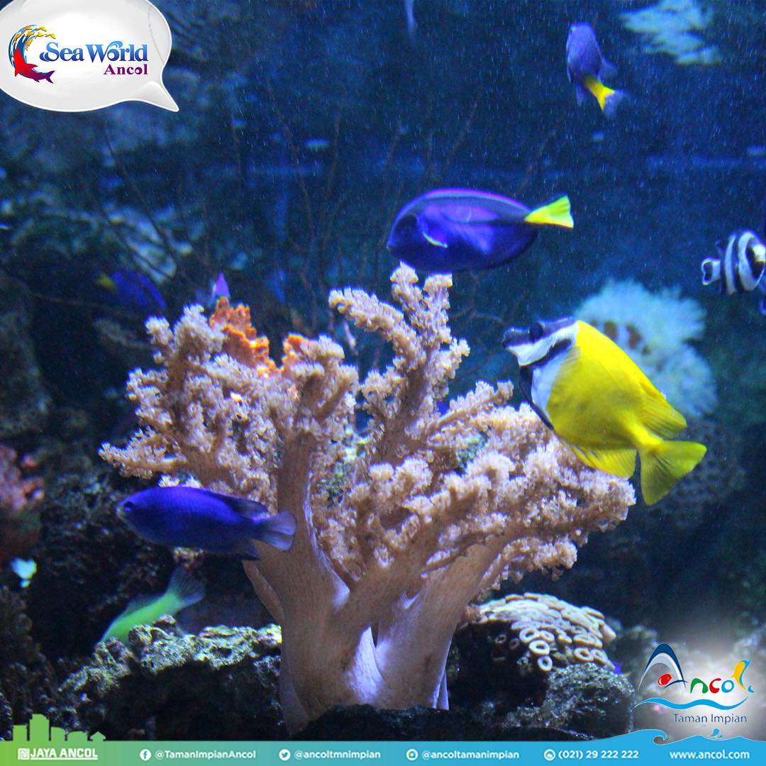 Wisata Jakarta Seaworld Wisata Jakarta Seaworld