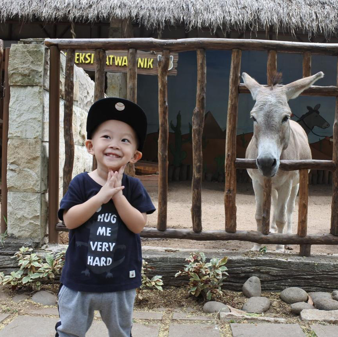 Bermain Dengan Hewan Bermain Dengan Hewan