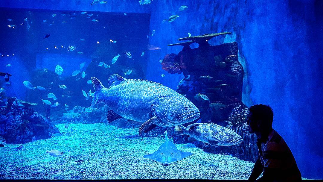 Bigfish Jakarta Bigfish Jakarta