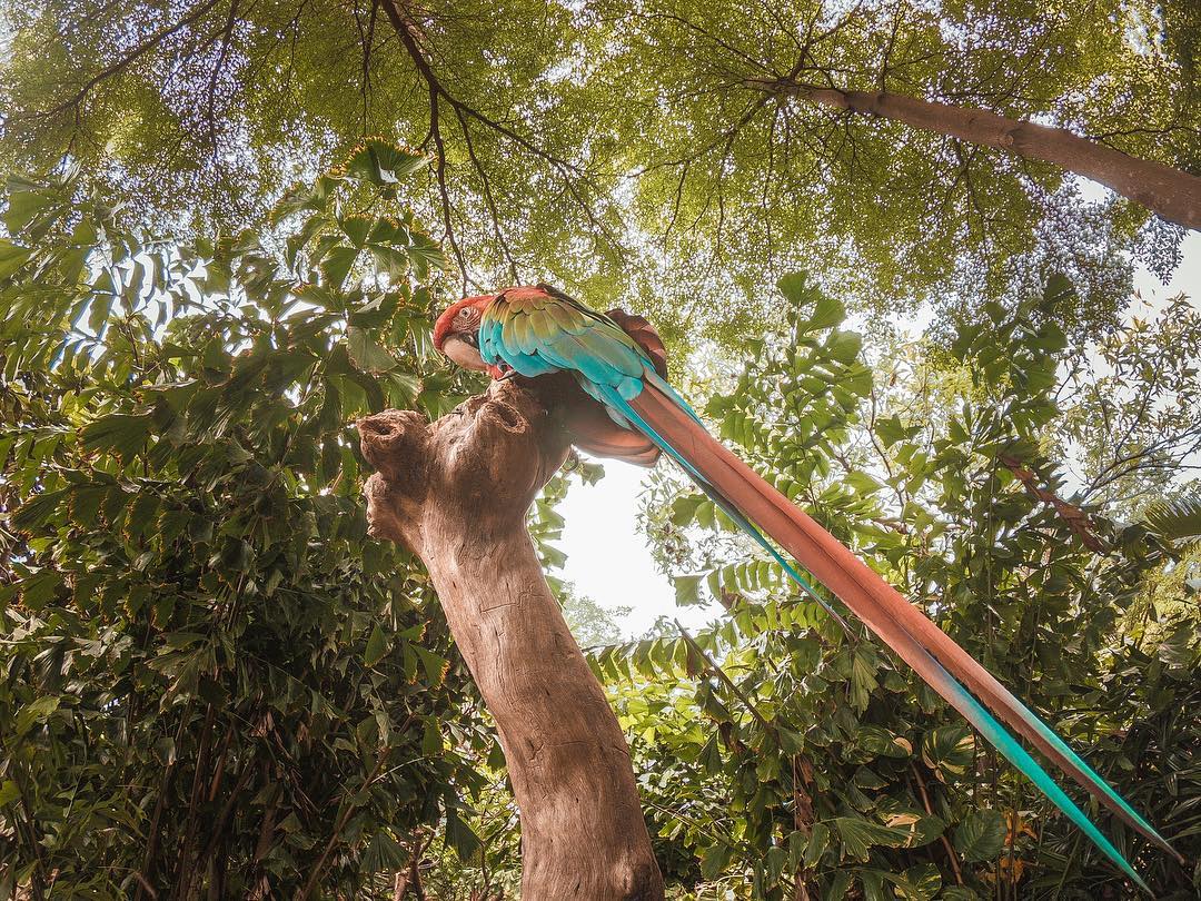 Koleksi Faunaland Koleksi Faunaland