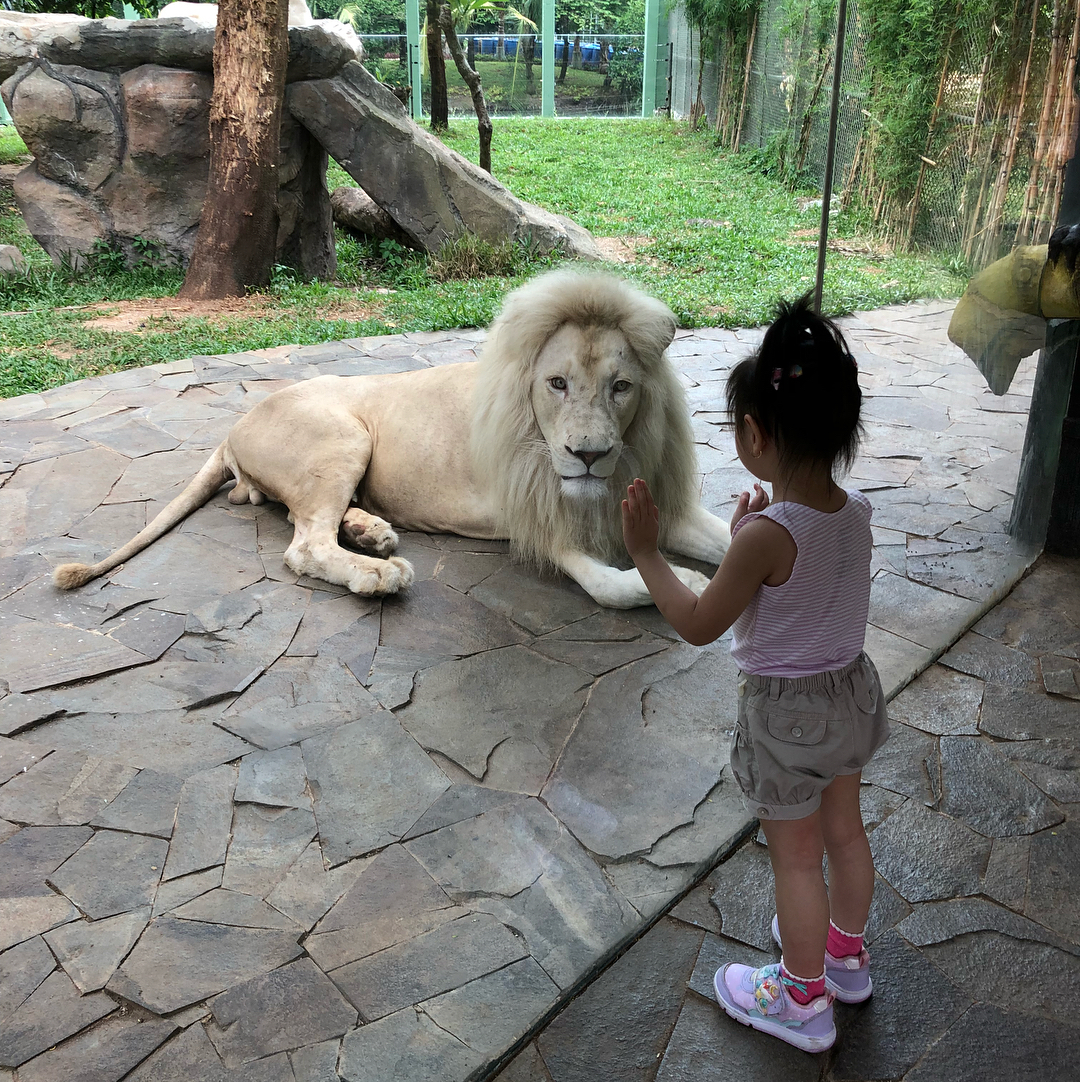 Singa Putih Indonesia Singa Putih Indonesia
