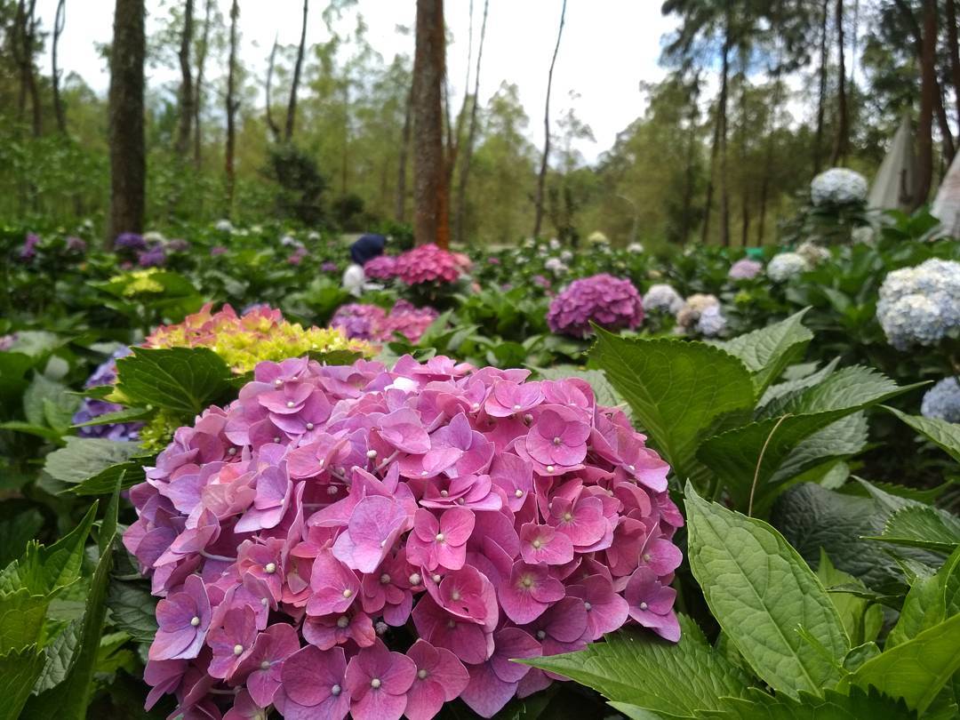 Taman Bunga Coban Talun Batu Taman Bunga Coban Talun Batu