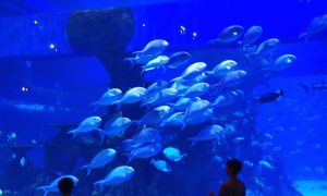 Wisata Jakarta Aquarium