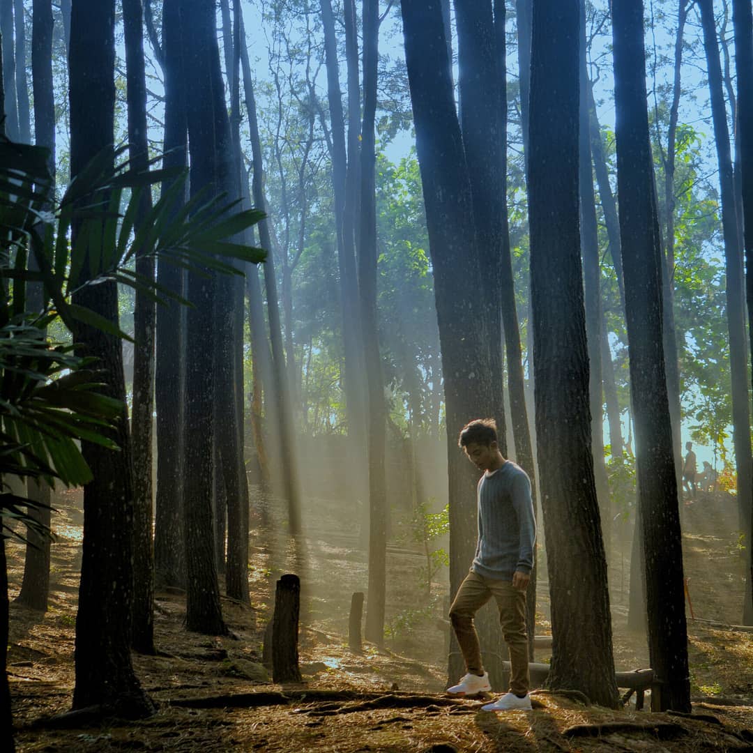 Hutan Pinus Dlingo Hutan Pinus Dlingo