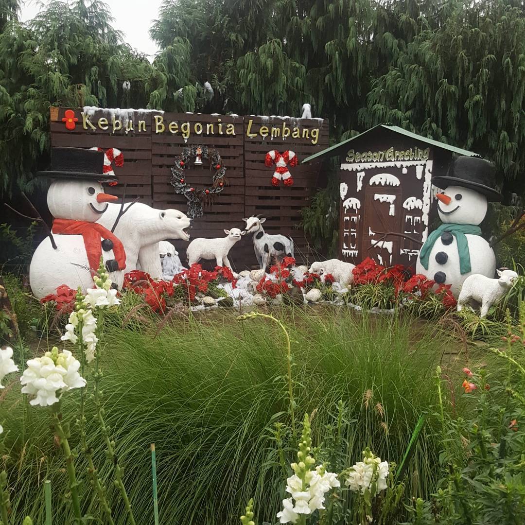 Kebun Begonia Lembang Kebun Begonia Lembang