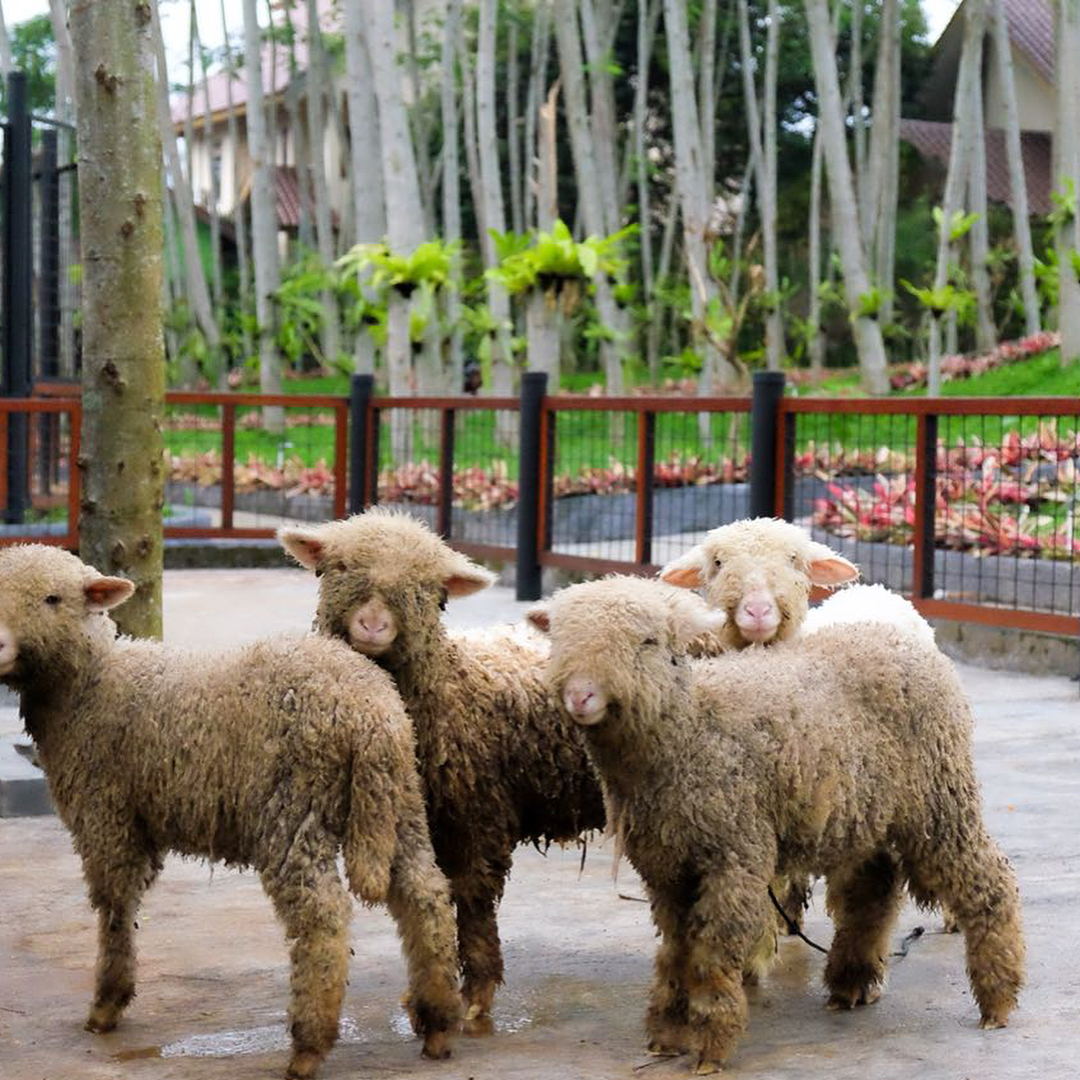 Wisata Edukasi Purwokerto Wisata Edukasi Purwokerto