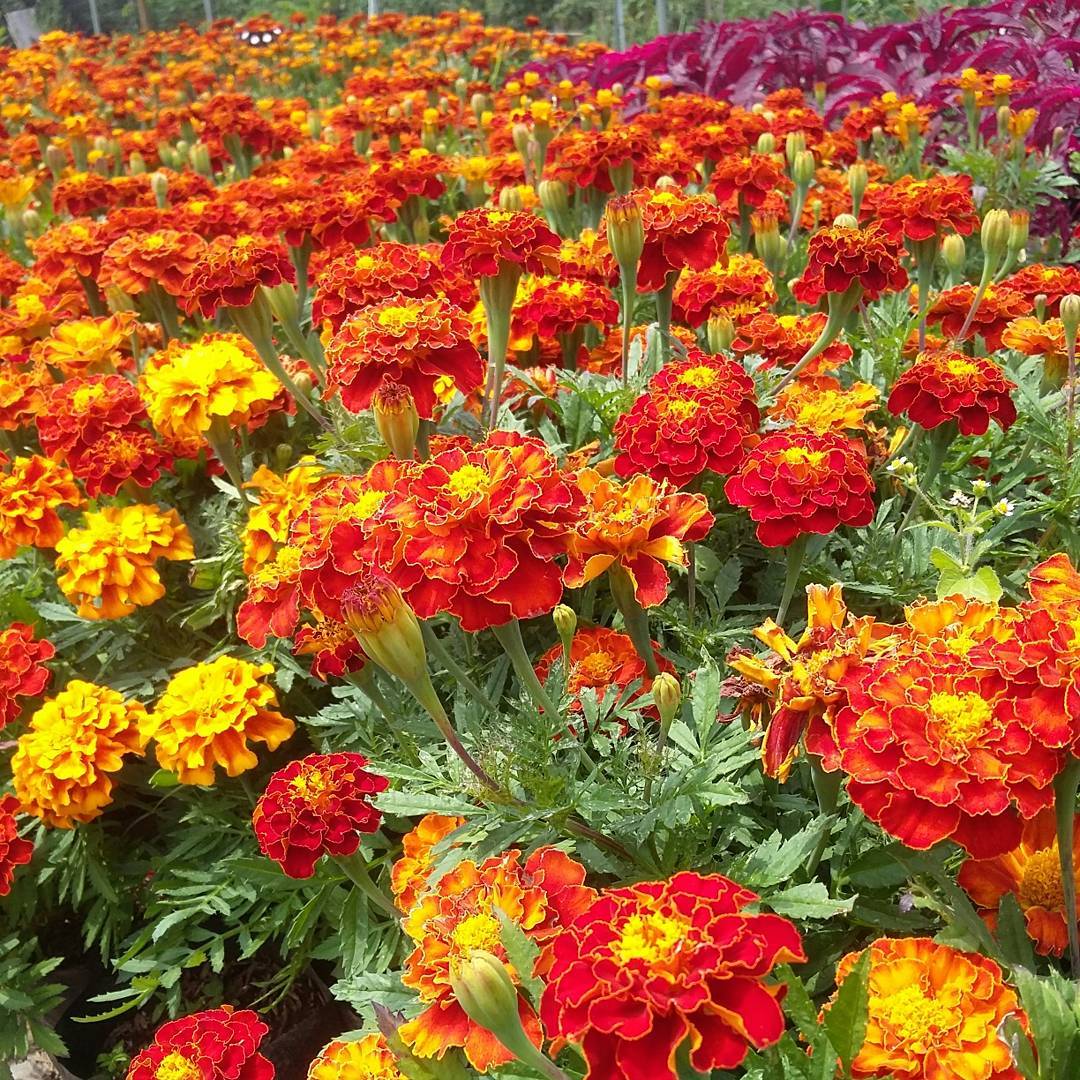 Kebun Bunga Baru Gunungkidul Kebun Bunga Baru Gunungkidul