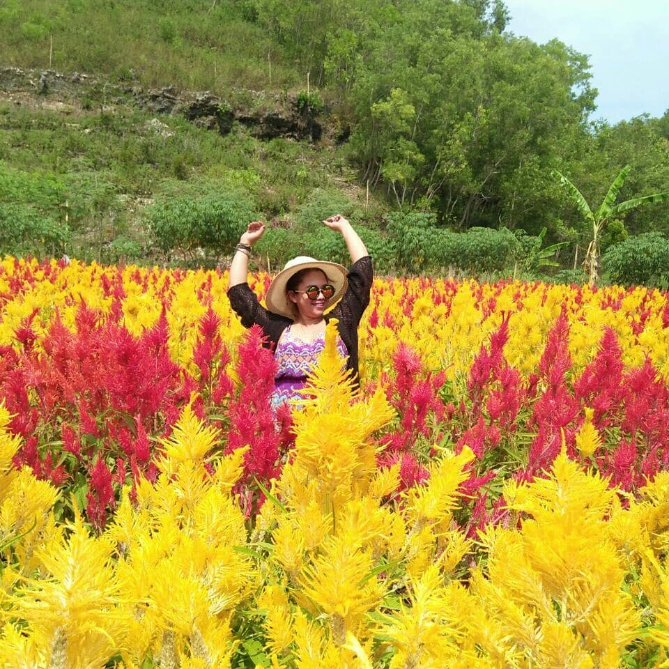 Kebun Bunga Jogja Kebun Bunga Jogja