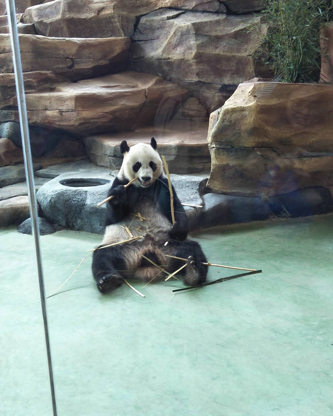 Panda Di Indonesia Panda Di Indonesia