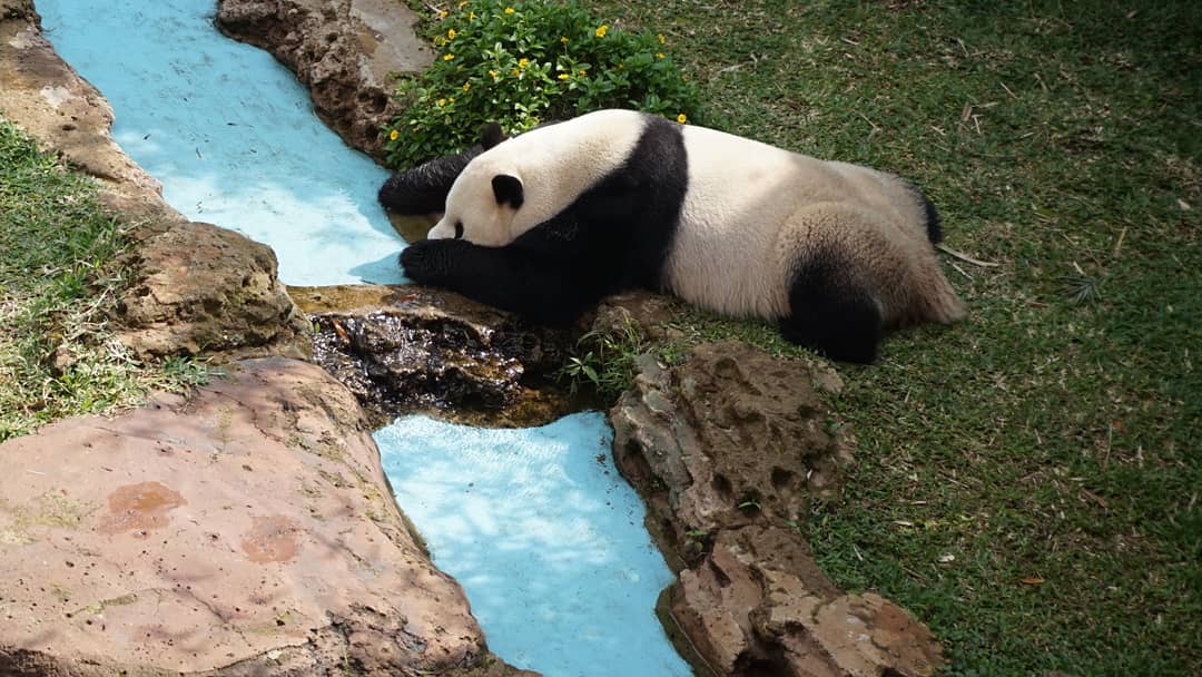 Panda Taman Safari Panda Taman Safari