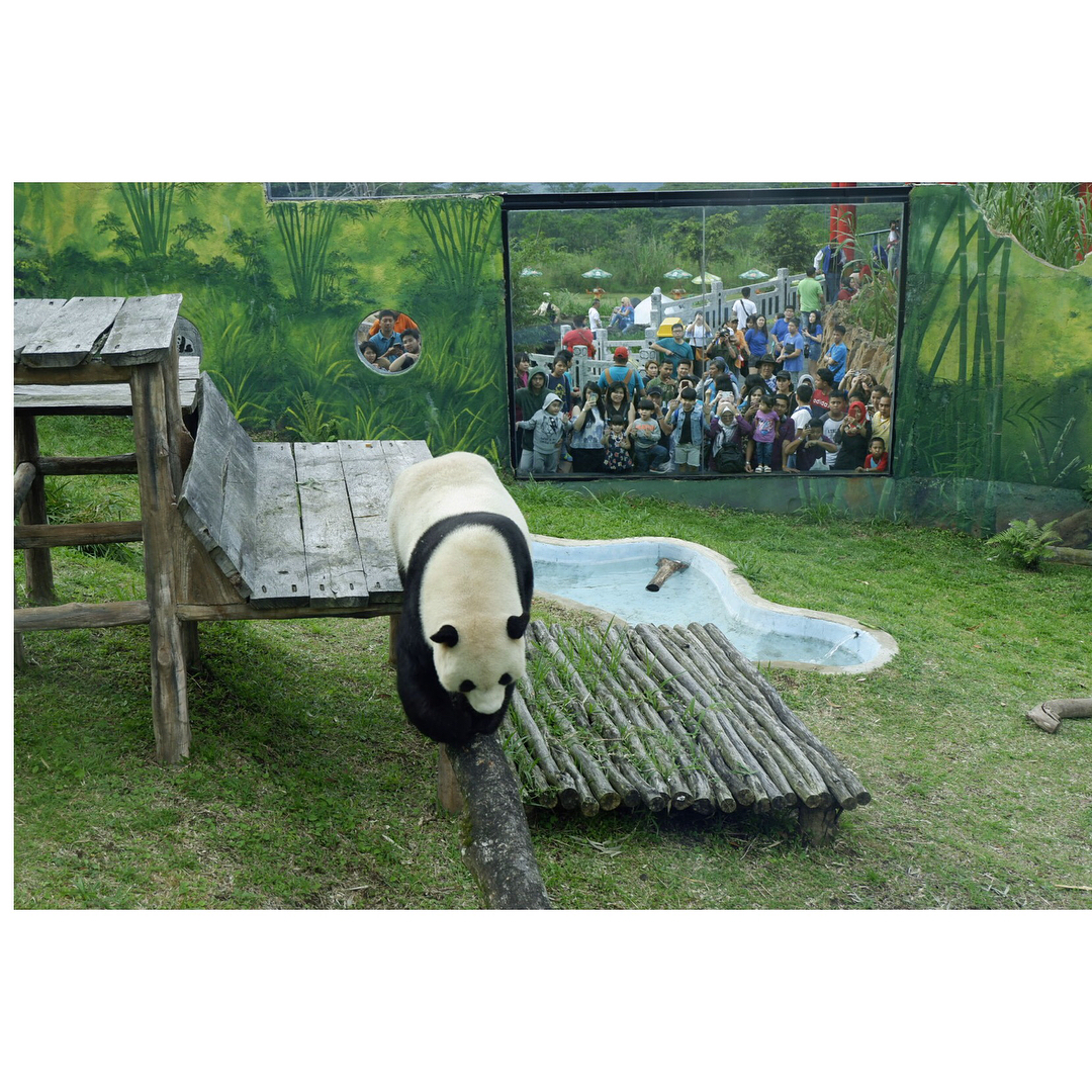 Pelestarian Panda Pelestarian Panda