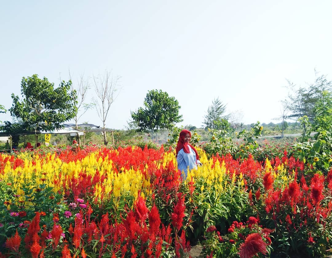 taman bunga Celosia taman bunga Celosia