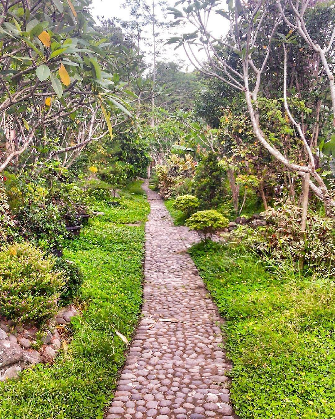 Pusat Bibit Tanaman dan Buah unggul Jogja Pusat Bibit Tanaman dan Buah unggul Jogja