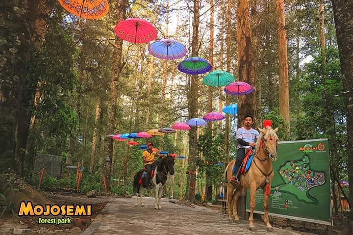 Berkuda di Mojosemi Forest Park Berkuda di Mojosemi Forest Park