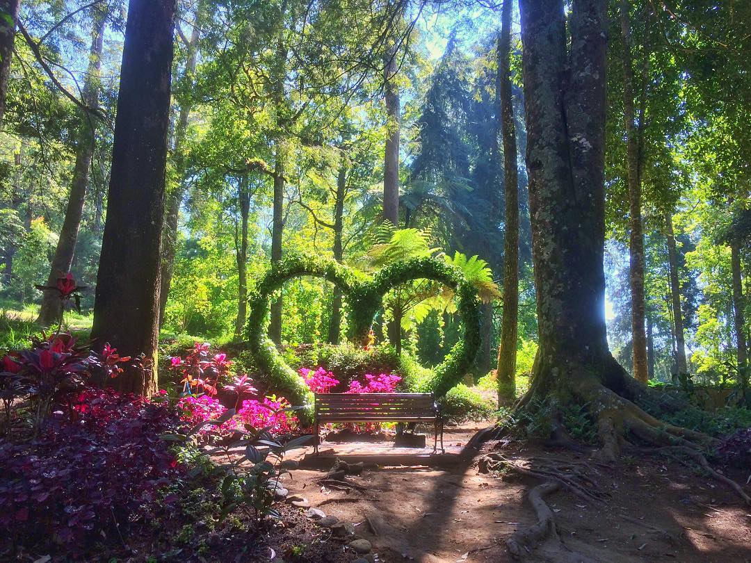 Mojosemi Forest Park Mojosemi Forest Park