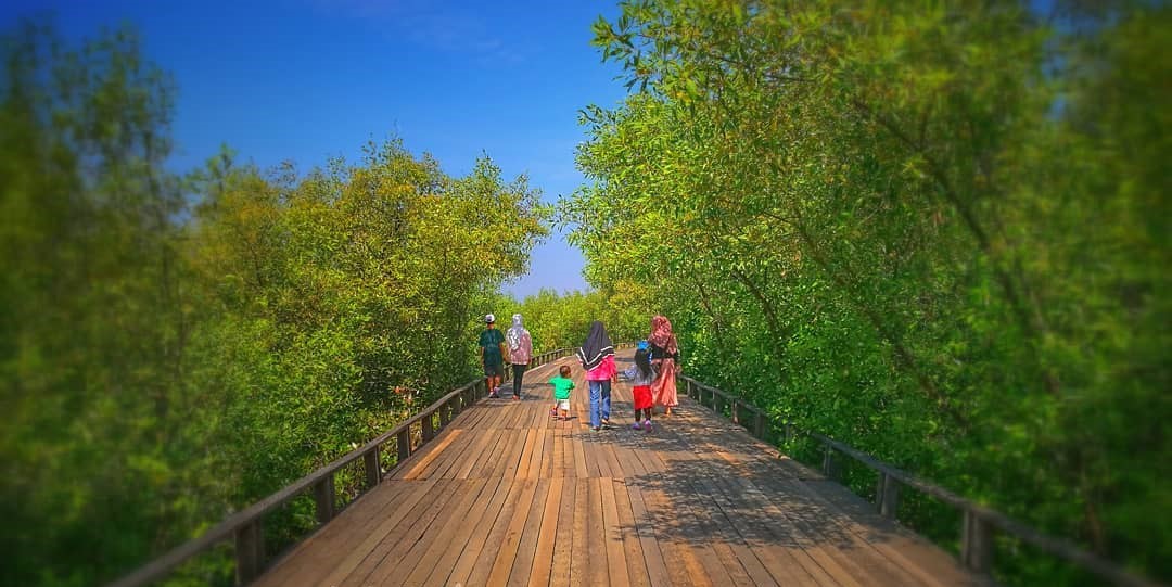 Wisata Hutan Bakau Jatim Wisata Hutan Bakau Jatim