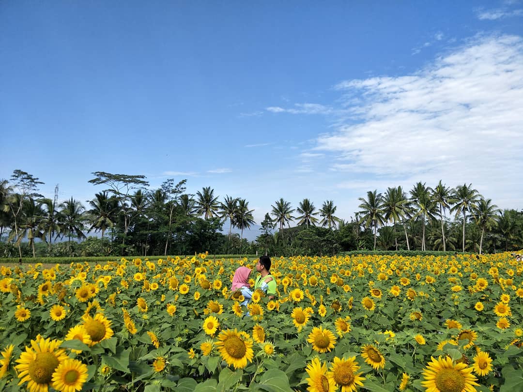 Taman Bunga Matahari Taman Bunga Matahari