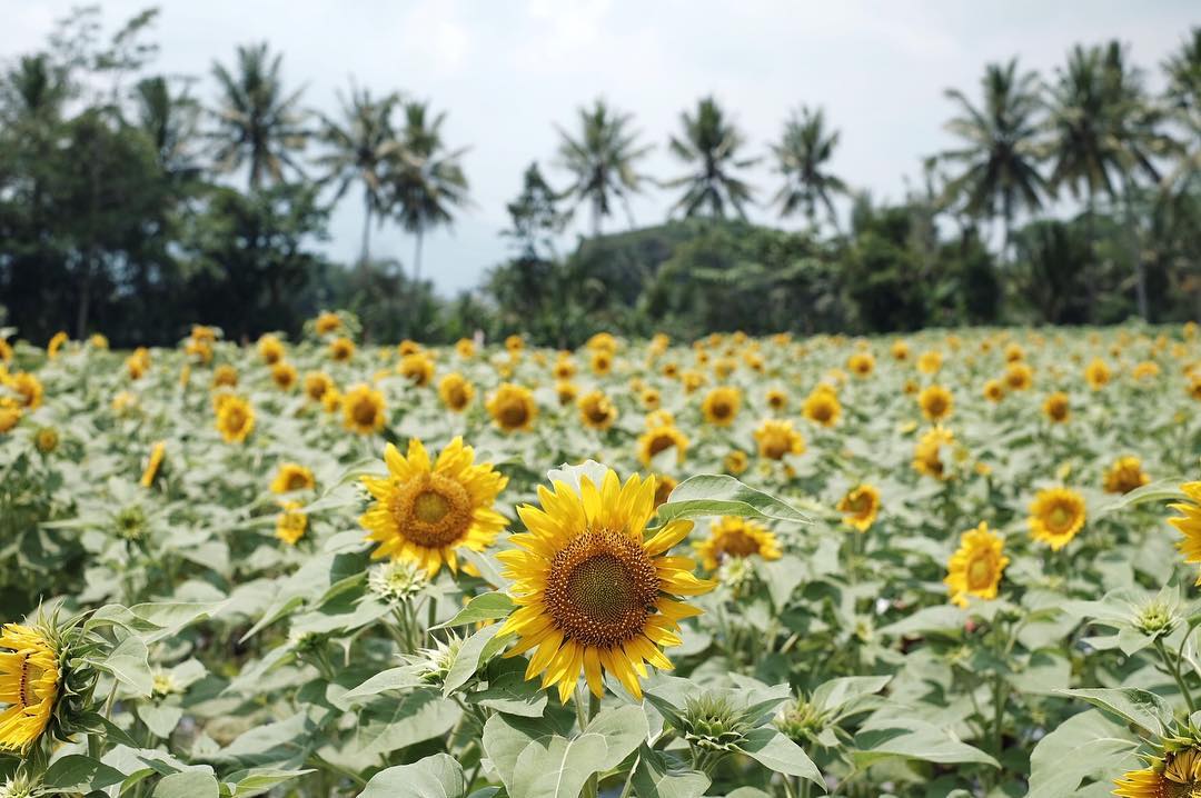 Wisata Baru Magelang Wisata Baru Magelang